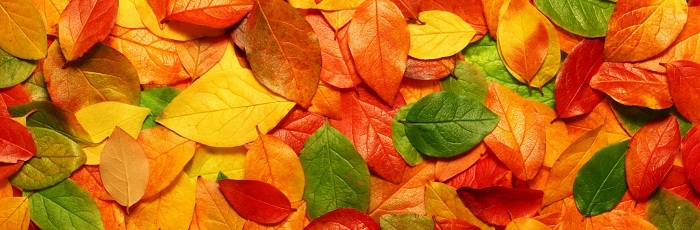 Почему листья меняют цвет?